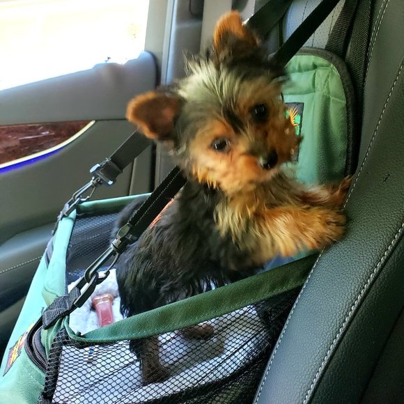 Meet your Posher, Angel - Picture 3 of 6